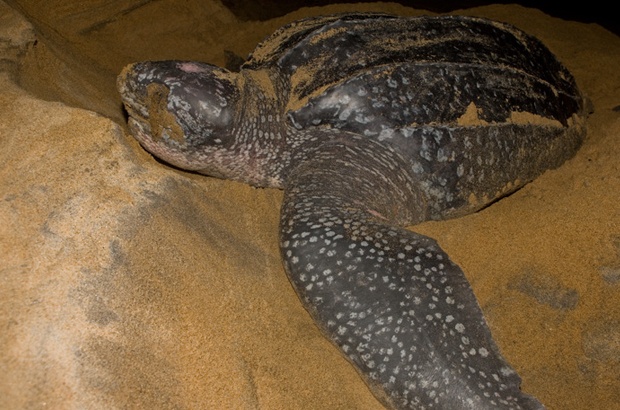 Espírito Santo tem a maior concentração de desovas da tartaruga gigante