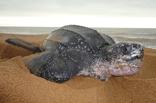 Continua luta pela sobrevivência das tartarugas gigantes