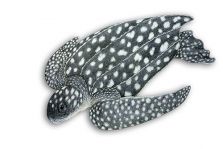 tartaruga