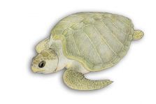 tartaruga