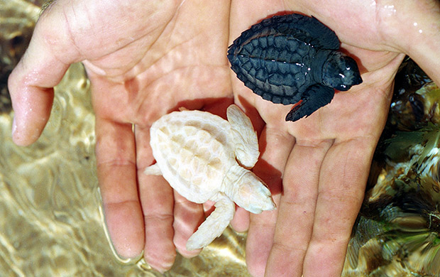 Os animais também podem ser albinos