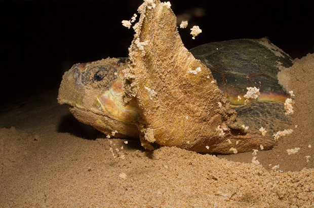 Recomeça o ciclo da vida: as tartarugas voltam para desovar nas praias do Brasil