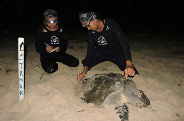 Tartarugas marinhas retornam ao litoral do Brasil para reprodução