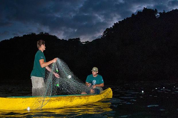 Tamar sugere mudança no horário de pesca com redes de espera em Ubatuba para proteger tartarugas marinhas