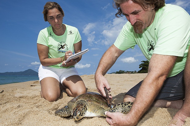 Programa de marcação mostra as rotas das tartarugas pelos mares do mundo