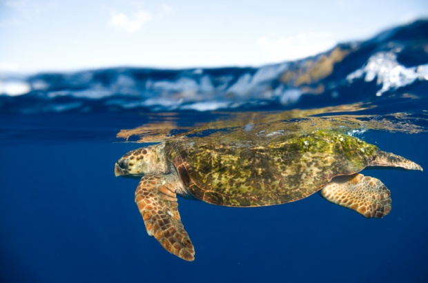 Pesquisa sobre hibridismo em tartarugas marinhas revela importantes informações para a conservação destes animais