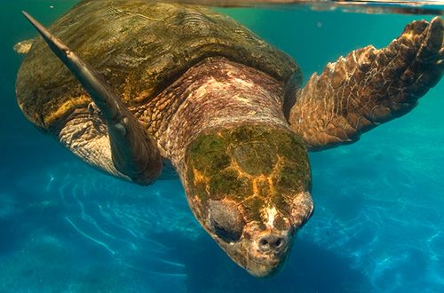 Convenção interamericana avalia efeitos da pesca durante reunião