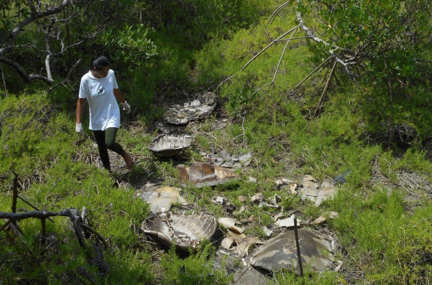 Tamar alerta para ameaças às tartarugas marinhas no Ceará