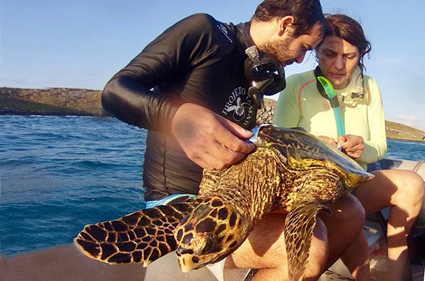 TAMAR faz visita de pesquisa para caracterizar Abrolhos como área de alimentação da tartaruga-de-pente