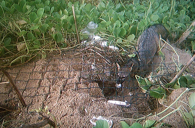 Armadilhas fotográficas identificam predadores de ninhos de tartarugas marinhas em Pipa