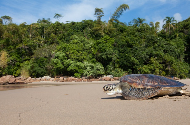 TAMAR Ubatuba é Posto Avançado da Reserva da Biosfera da Mata Atlântica