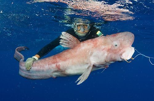 Pescaria testa anzol circular e captura nova espécie de peixe