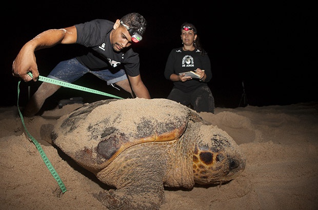 Programa Intensivo de Marcação e Recaptura acompanha tartarugas marinhas há 8 anos