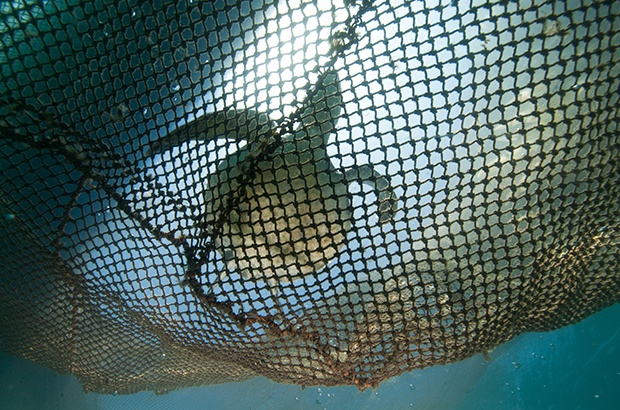 Tendências na abundância de tartaruga-verde (Chelonia mydas)