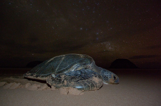 Mudanças ecológicas diminuem velocidade de crescimento das tartarugas marinhas no Atlântico Ocidental