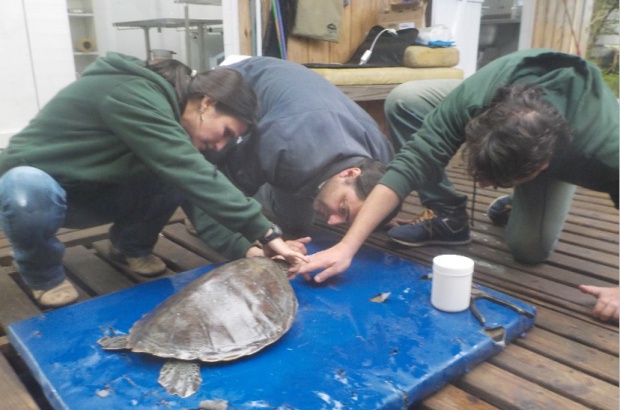 Pesquisa avalia alterações fisiológicas associadas à captura incidental de tartarugas na pesca oceânica