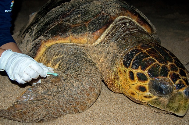 Tamar consolida pesquisas sobre tartarugas marinhas