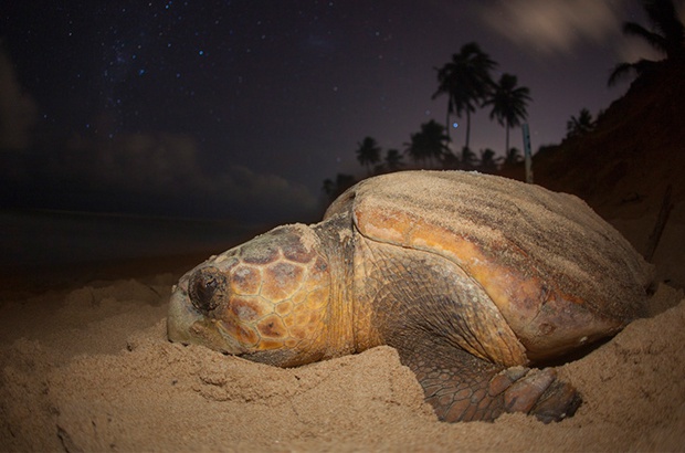 Como as tartarugas afetam as praias