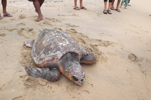 Cabeçuda de 115 kg reabilitada em Ubatuba já está de volta ao mar