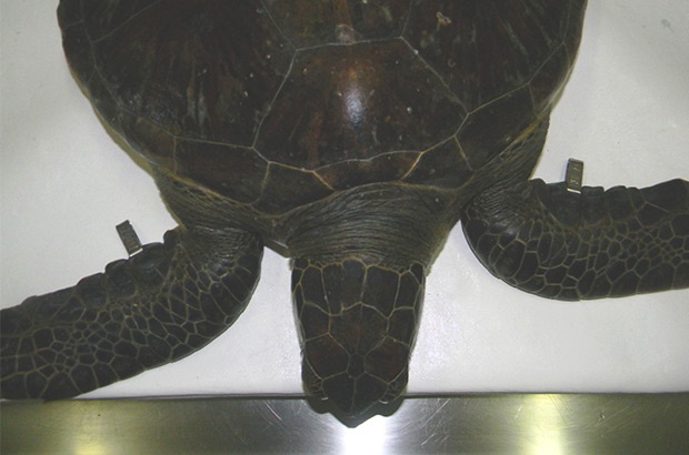 Programa de marcação mostra a viagem das tartarugas pelos mares do mundo