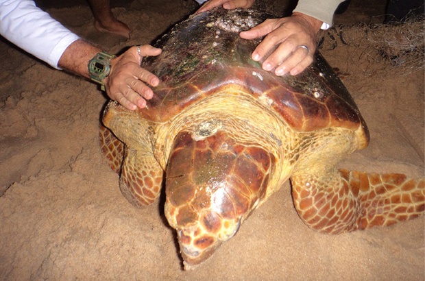 Rede de pesca quase faz mais uma tartaruga vítima no RJ
