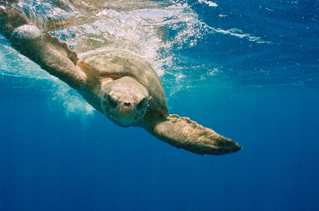Seguindo tartarugas marinhas e tubarões para a construção de uma política pública de conservação da natureza