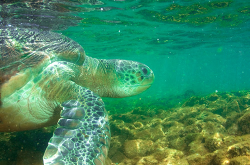 Iniciada segunda etapa do 7º Prêmio de Educação Ambiental Amigos do Mar