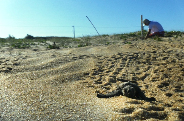 Bem-vindos ao Condomínio das Tartarugas Marinhas