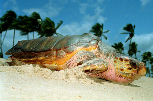 Convenção para proteção das tartarugas marinhas aconteceu na Bahia