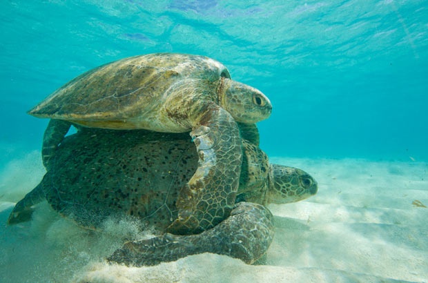 É promissora a temporada reprodutiva das tartarugas-verdes em Noronha