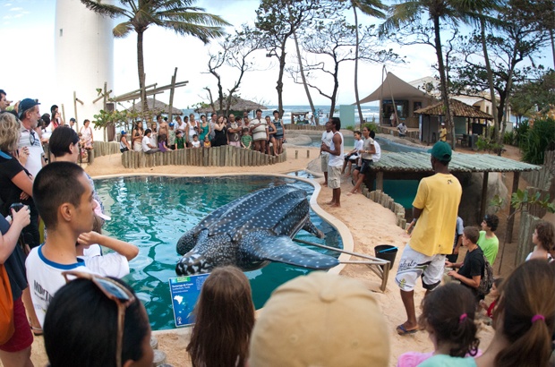 É verão no Museu a Céu Aberto da Tartaruga Marinha da Praia do Forte