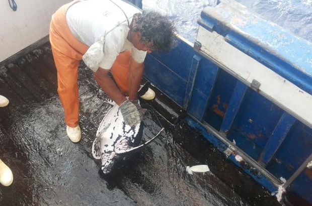 Encontro de tartarugas-de-couro juvenis surpreende pescadores