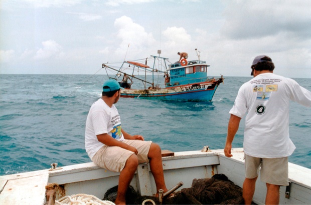 Defeso salva tartarugas marinhas, mas novas medidas precisam ser adotadas