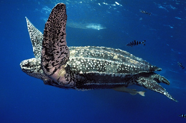 A maior tartaruga marinha de todas