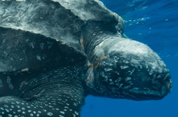 Reunião nacional de pesquisadores discute a conservação das tartarugas marinhas