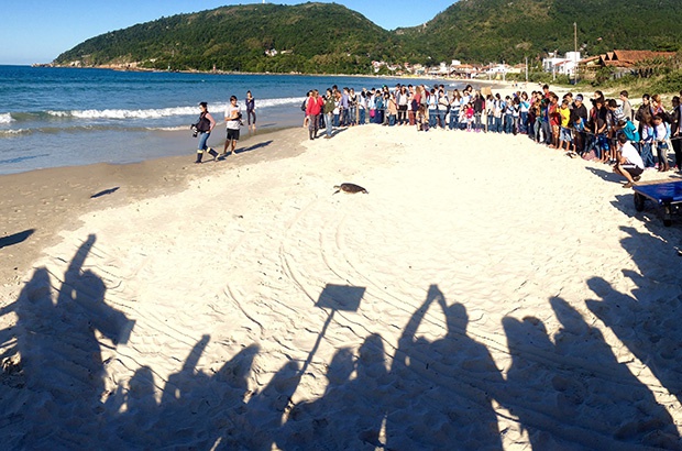Dia Internacional da Tartaruga Marinha foi comemorado no Tamar