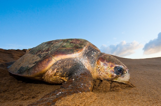 16 de junho é dia internacional da tartaruga marinha. Você sabe por que?