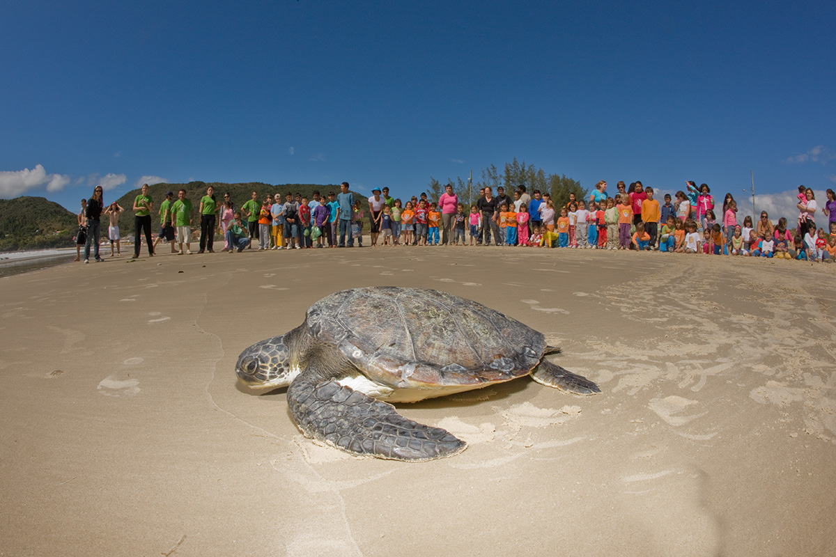 Centros de reabilitação fazem balanço de tartarugas devolvidas ao mar