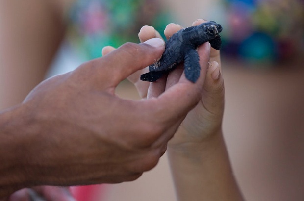 Programas de educação ambiental do Tamar fazem aniversário