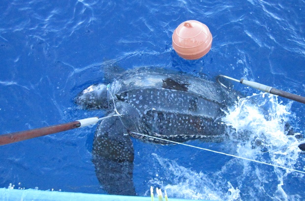 Tamar e Albatroz viabilizam estudo genético de tartarugas de couro em alto mar