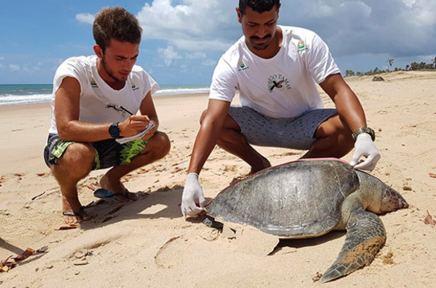 Encalhe de tartarugas marinhas: uma realidade nas praias do Nordeste