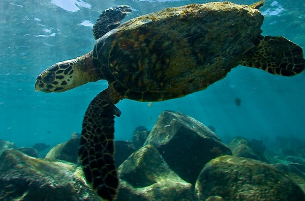 Exposição da Rede Biomar chega a Fernando de Noronha