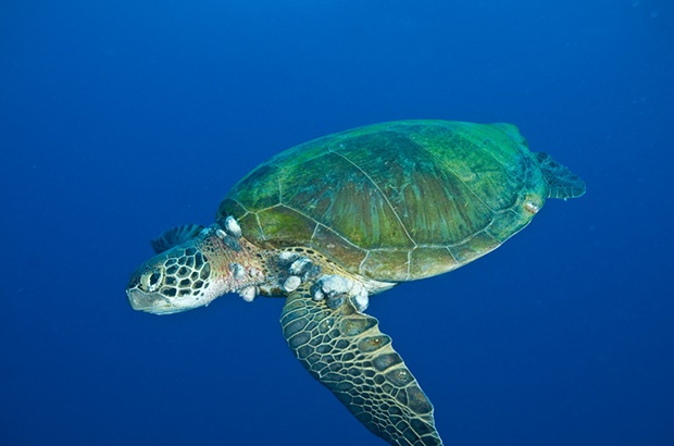 Tartarugas verdes são maiores vítimas da fibropapilomatose 