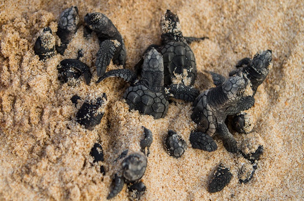 Estudo investiga impactos de mudanças climáticas em tartarugas marinhas