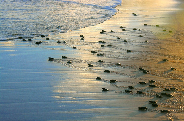 Pesquisa identifica praias com alta produção de machos de tartaruga-cabeçuda no Atlântico Sul