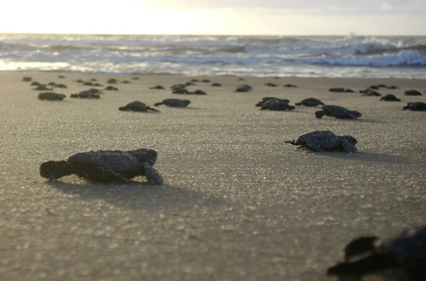 Balanço da temporada reprodutiva das tartarugas marinhas 2013/2014