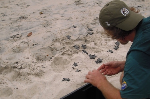 Ninho de cabeçuda encontrado no litoral norte de São Paulo, onde as desovas são esporádicas