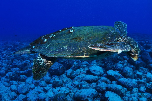 A importncia dos machos na pesquisa e conservao das tartarugas marinhas