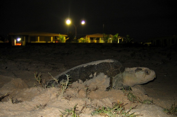 Saiba quais so as principais ameaas no vero  sobrevivncia das tartarugas marinhas