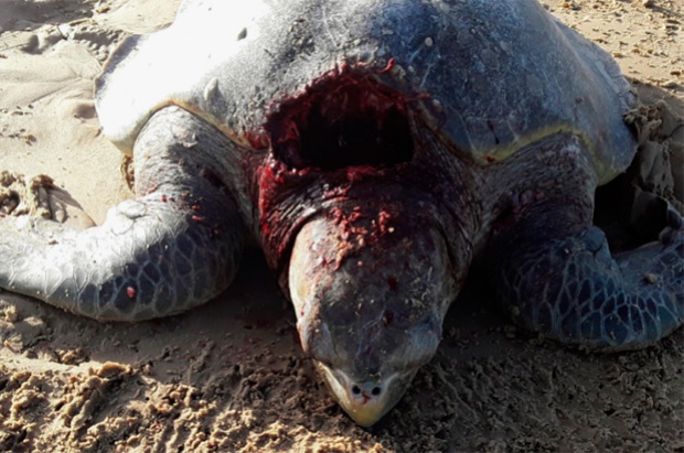 Tartarugas marinhas so atacadas por ces no litoral de Sergipe